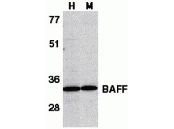 Western Blot Validation of BAFF