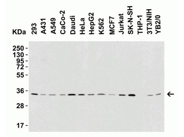 Western Blot Validation of BAFF