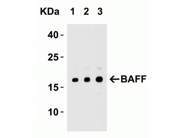 Western Blot Validation of BAFF