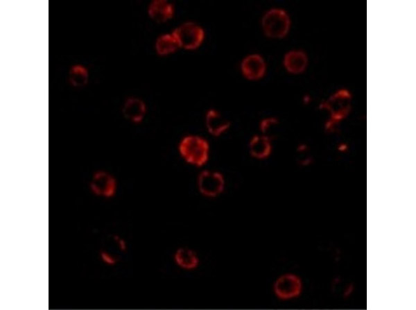 Immunofluorescence Validation of CXCR4