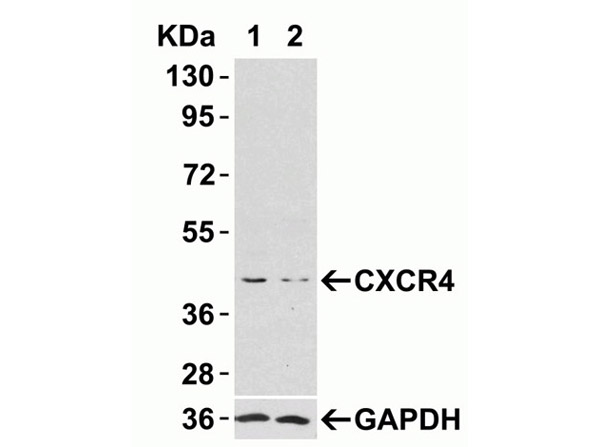 Western Blot Validation of CXCR4