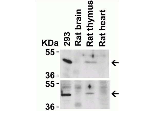 Western Blot Validation of CXCR4