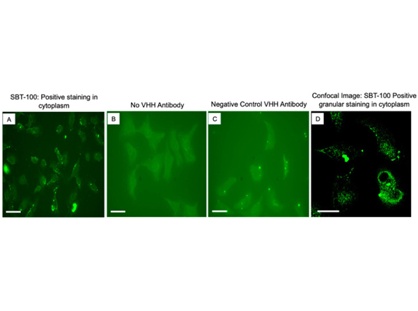 Immunofluorescence using VHH