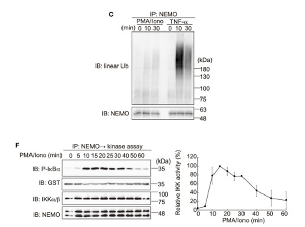Western Blot using NEMO
