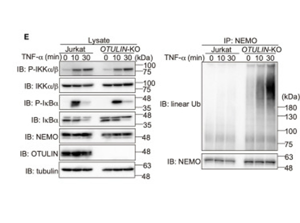 Western Blot using NEMO