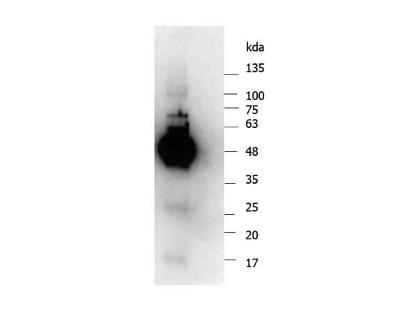 Western blot of Anti-NEMO Antibody
