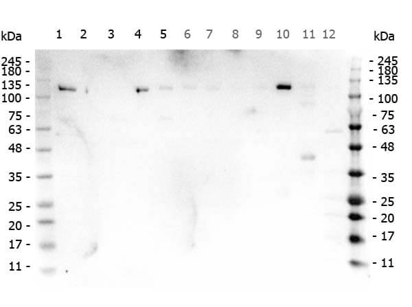 Western Blot of Rabbit anti-PARP1-ZF with protein