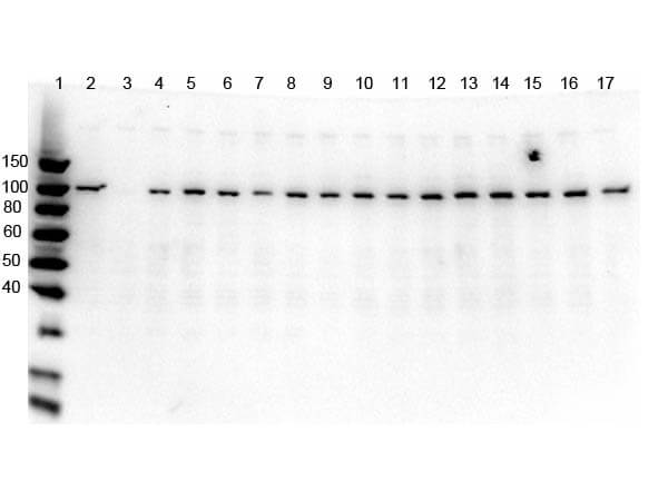 Western Blot of Rabbit anti-PARP1 antibody multi lysate