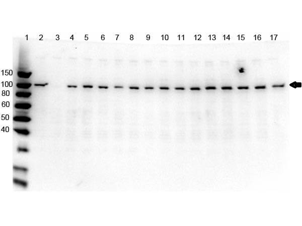 Western Blot of Rabbit anti-PARP1 antibody multi lysate