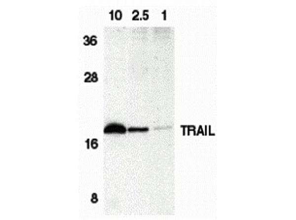 Western blot of TRAIL