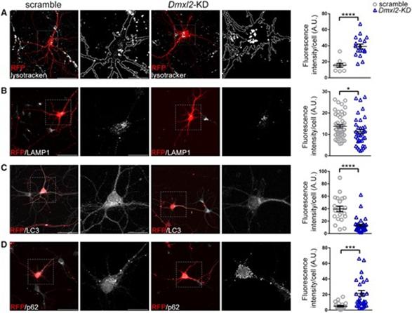 Immunofluorescence using ATG8