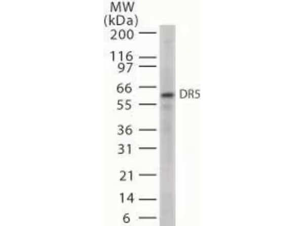 Western Blot analysis of Anti-DR5