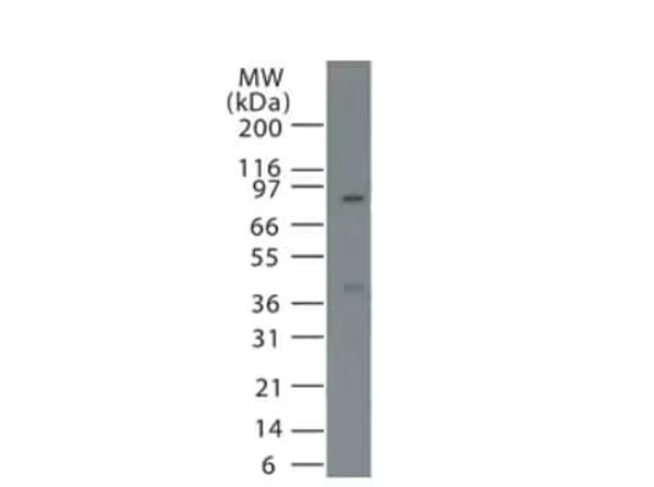 Western Blot analysis of Anti-Nur77