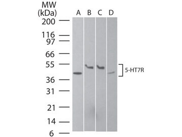 Serotonin Receptor 7 Western Blot
