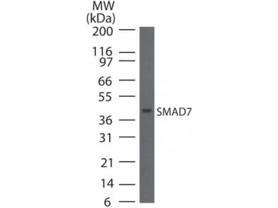 SMAD7 MADH7 Western Blot