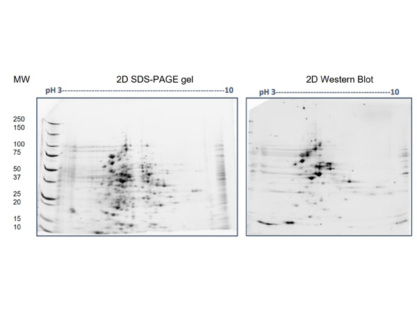 2D SDS-PAGE and Western Blot of Anti-E.coli Total HCP