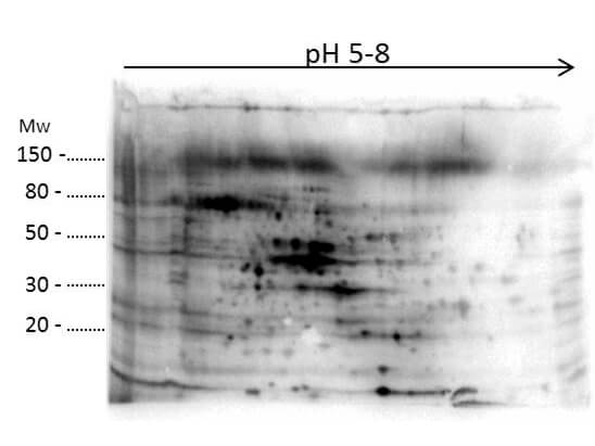 2D Western Blot of E.coli Host Cell Protein.