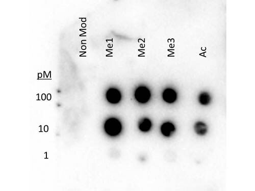 Histone H3 K27 me1-3 ac Antibody
