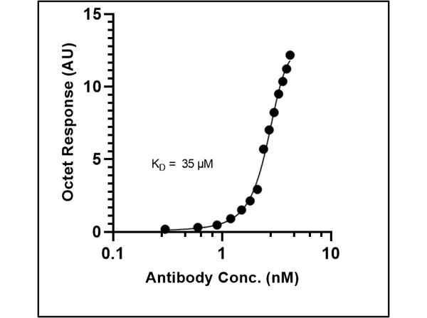 Binding mode and kinetic analysis of Anti-SARS-CoV-2 Nucleocapsid
