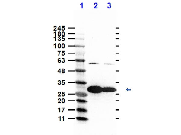 Western Blot of Rabbit Anti-Nuclease-NucA Antibody