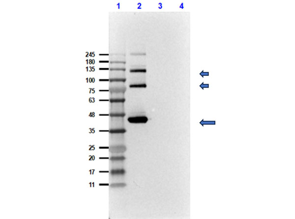 Western Blot Results of Rabbit Anti-T4 RNA Ligase