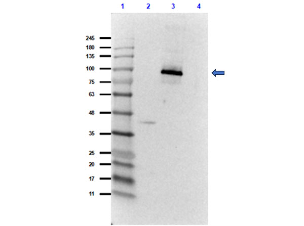 Western Blot Results of Rabbit Anti-T7 RNA Polymerase Antibody