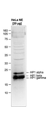 Western Blot of anti-HP1 alpha, beta, gamma antibody