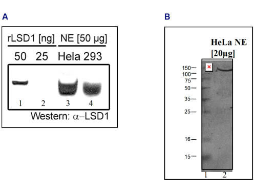 Western Blot of anti-LSD1 antibody