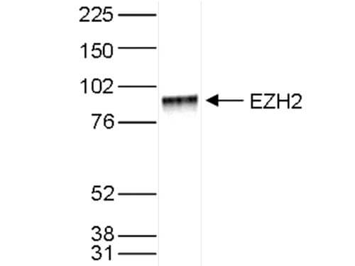 Western Blot of anti-EZH2 antibody