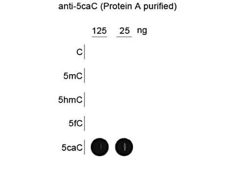 Dot Blot of anti-5-Carboxylcytosine antibody