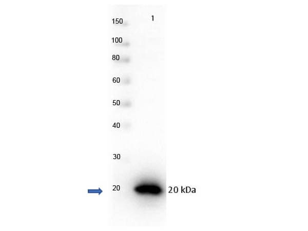 Western Blot of Rabbit anti-PARP1-AD with protein