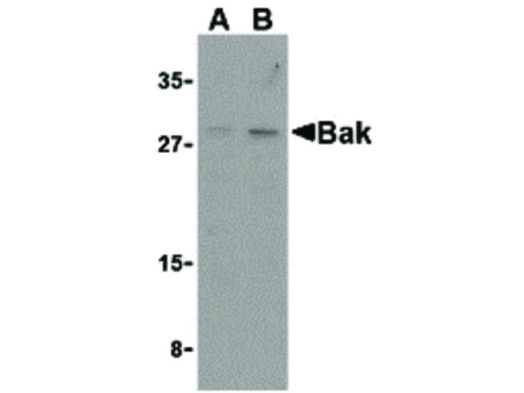 Western Blot of Bak Antibody