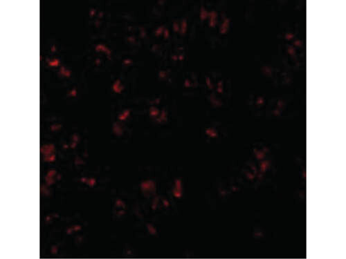 Immunofluorescence of Bcl-10 Antibody