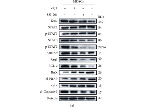 Western Blot using Bcl2