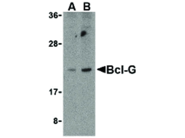 Western Blot of Bcl-G Antibody