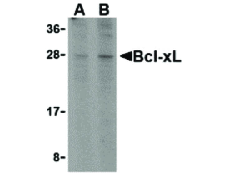 Western Blot of Bcl-xL Antibody