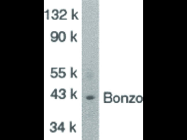 Western Blot of Bonzo Antibody
