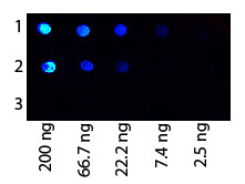 Protein G Antibody Fluorescein Conjugated - Dot Blot