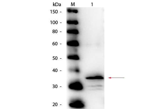 Carboxypeptidase B Antibody Peroxidase Conjugated - Western Blot