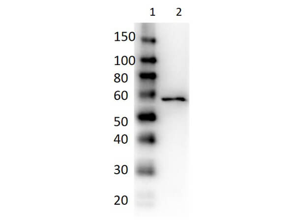 Western Blot of Rabbit Anti-Dextranase Antibody Peroxidase Conjugated