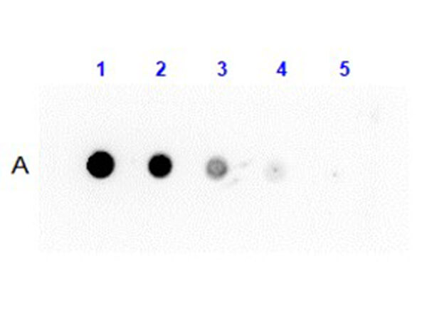 Dot Blot Results of Anti-Protein G Antibody Peroxidase Conjugated