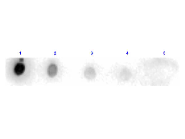 Dot Blot results of Rabbit Anti-Trypsin Peroxidase Conjugated Antibody