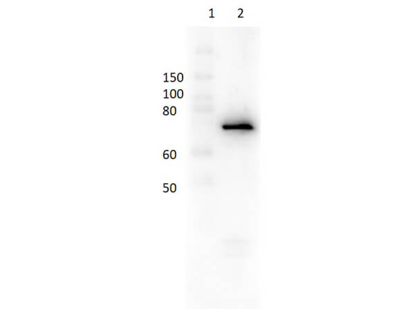 Western Blot of Anti-Dextranase Antibody Biotin Conjugated