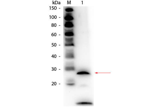 Trypsin Antibody Biotin Conjugated - Western Blot