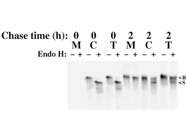 Western Blot using Alkaline Phosphatase