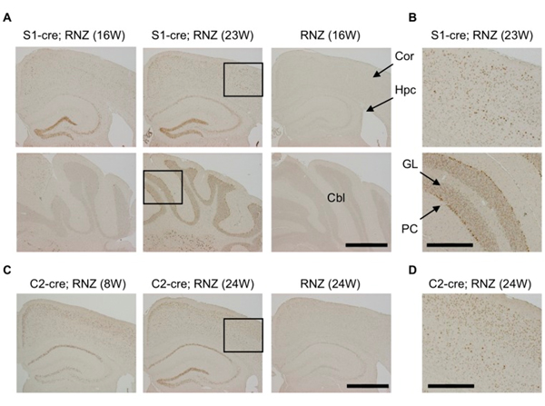 Immunostaining using Beta Galactosidase