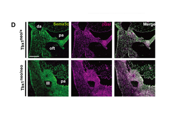 Immunostaining using Beta Galactosidase