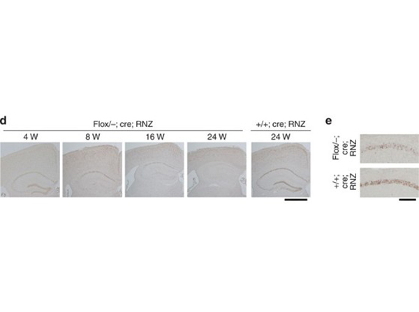 Immunostaining using Beta Galactosidase