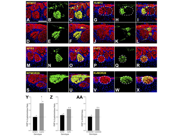 Immunostaining using Beta Galactosidase