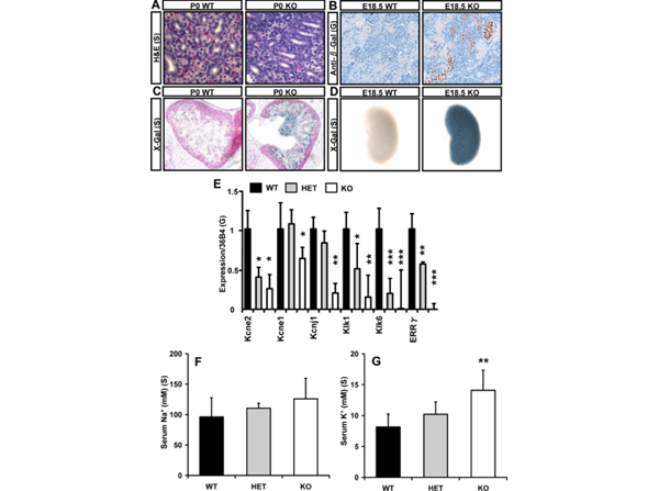 Immunostaining using Beta Galactosidase